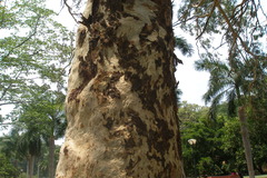 Eucalyptus citriodora